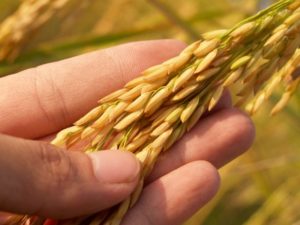 Getreide in Hand - Saatgut als Grundlage unserer Ernährung