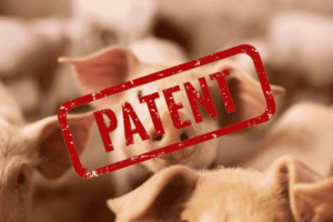 Patent EP1651777 auf Schweine für Newsham Choice Genetics, vorher Monsanto